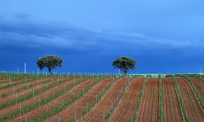 Viñedos de la comarca.