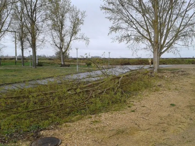 /images/Provincia/sucesos/villaralboarboles2.jpg