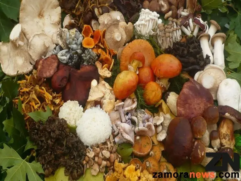 /images/setas_boletus_zamoranews_5_tn.jpg