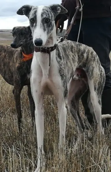 /images/galgos.jpg