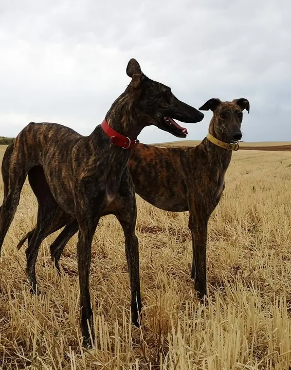 galgo. Imagen de archivo
