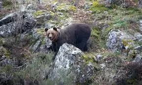 OSO
