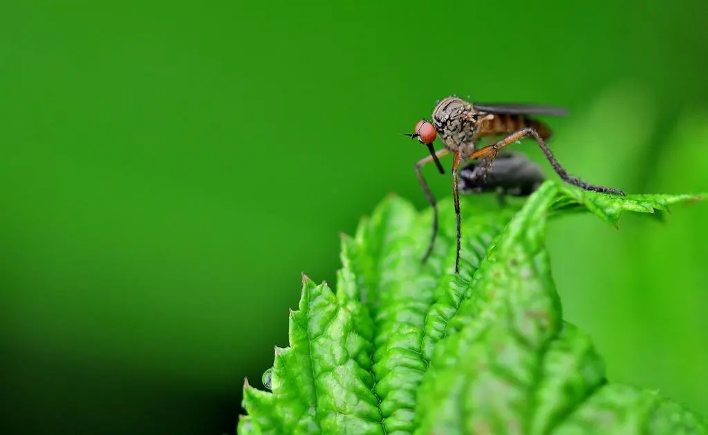 antimosquitos-zamoranews
