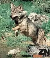 Un ejemplar de lobo