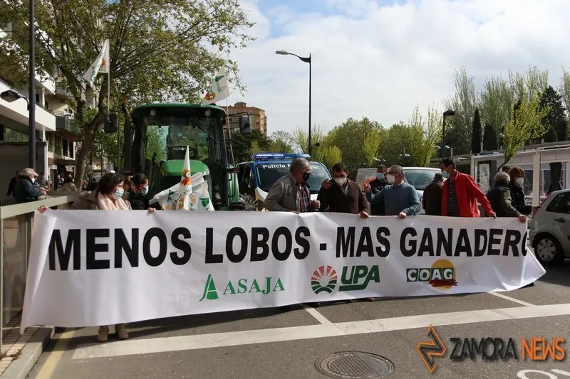 Manifestación en Zamora contra la protección total del lobo. Foto de Archivo