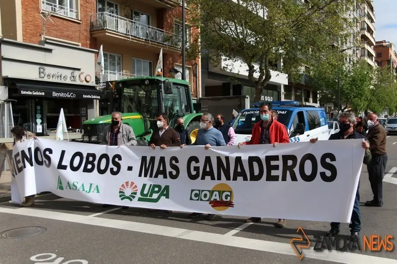 lobo manifestaci&oacute;n zamora (3)
