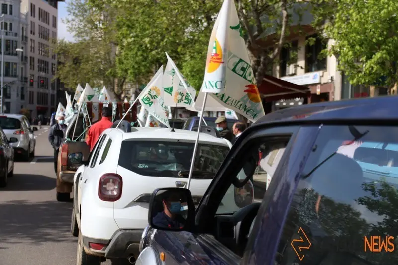 lobo manifestaci&oacute;n zamora (10)