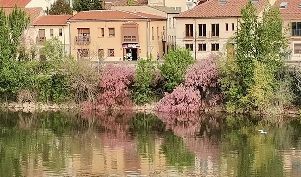 Zamora a orillas del Duero a la altura del Puente de Piedra
