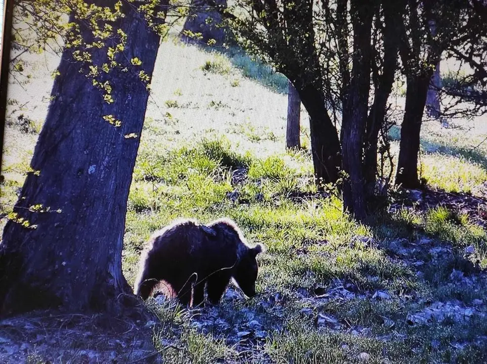 La osezna Éndriga, en su habitat