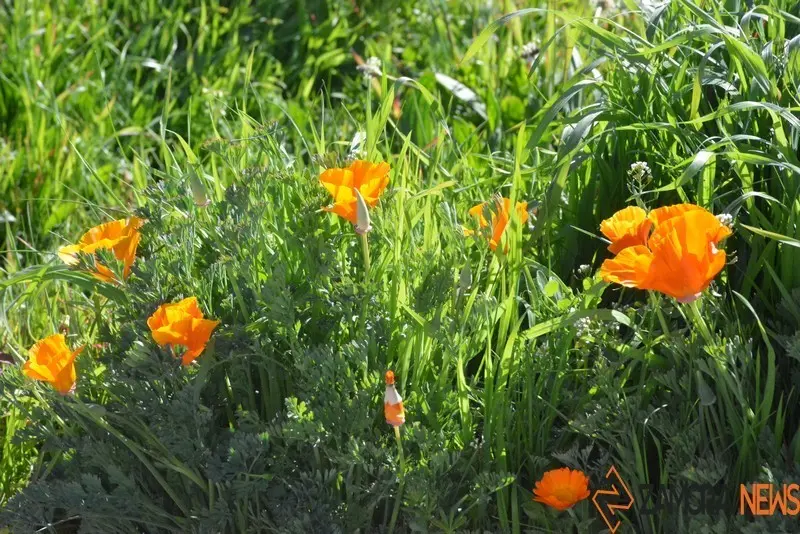 primavera sanabria (1)