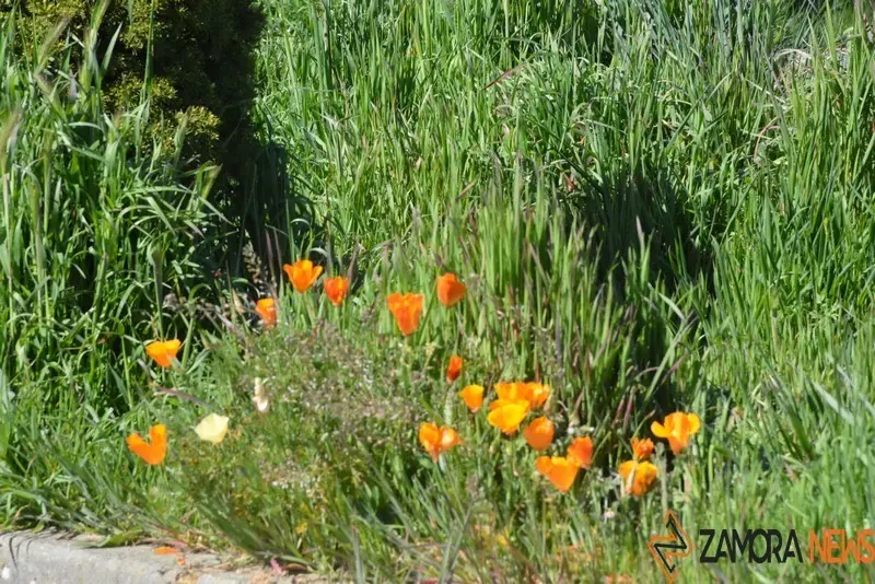 primavera sanabria (2)