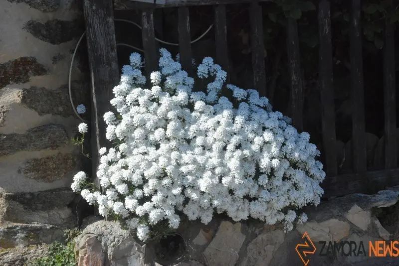 primavera sanabria (4)