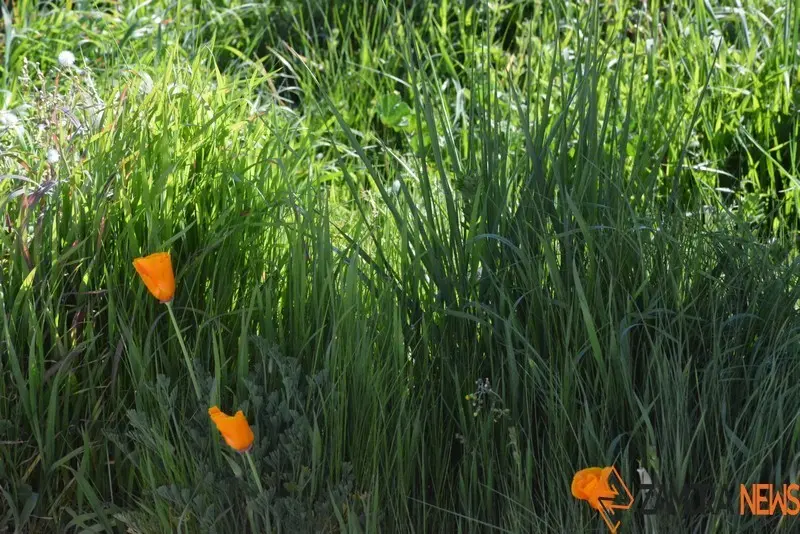 primavera sanabria (6)