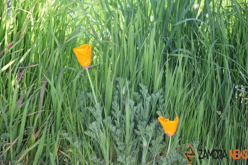 primavera sanabria (7)