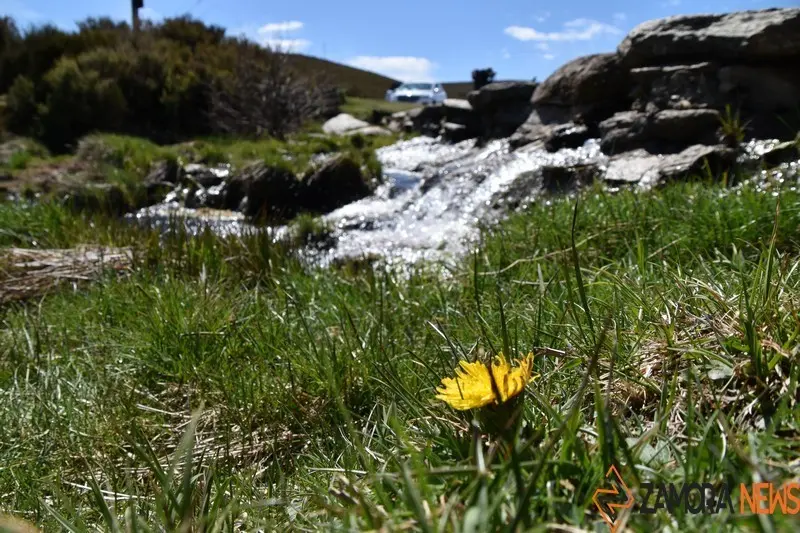 sanabria primavera (3)