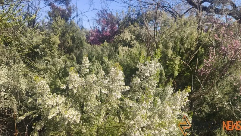 sanabria primavera (4)