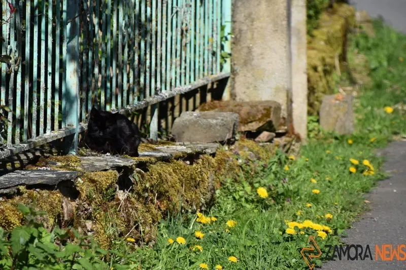 sanabria primavera (7)