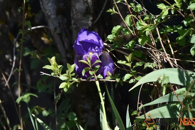 sanabria primavera (9)
