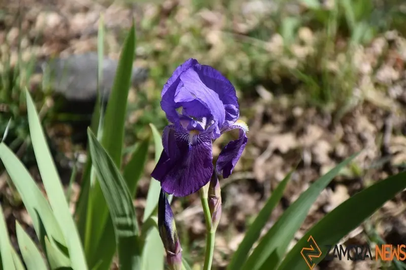 sanabria primavera (10)