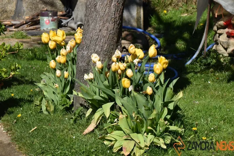 sanabria primavera (13)