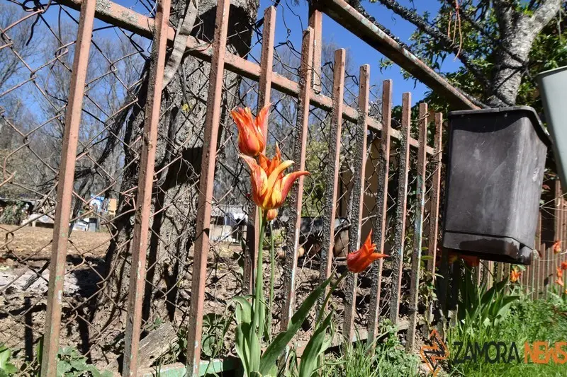 sanabria primavera (14)