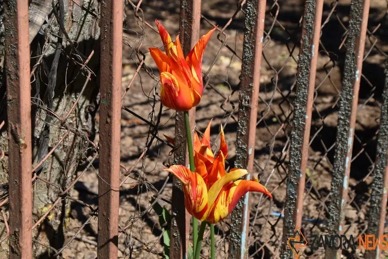 sanabria primavera (15)