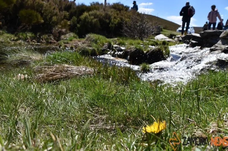 sanabria primavera (19)