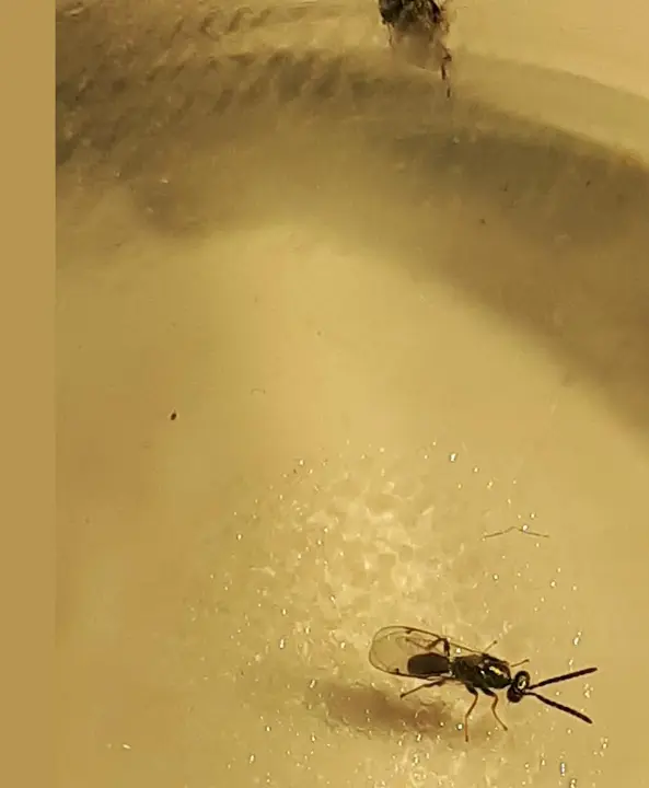 Avispilla del castaño