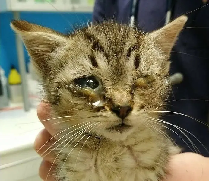 Gata encontrada en Los Bloques.