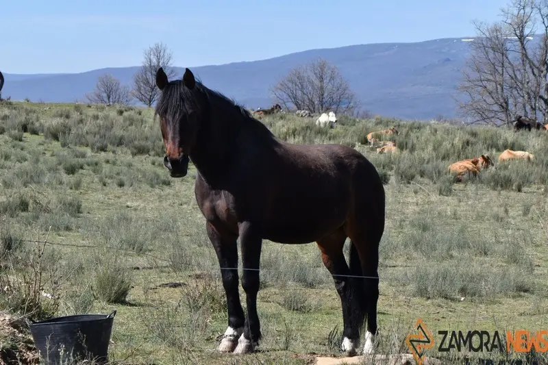 sanabria lago primavera (19)