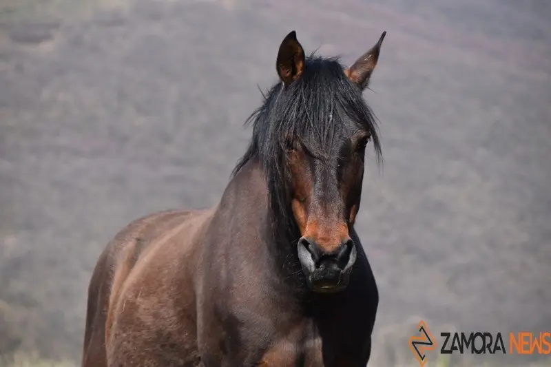 sanabria lago primavera (20)