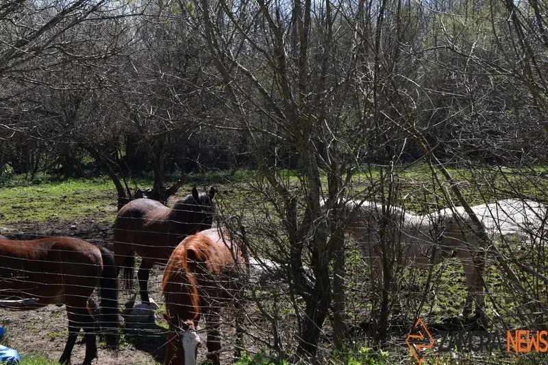 sanabria lago primavera (22)
