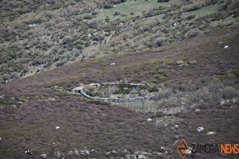 sanabria lago primavera (46)
