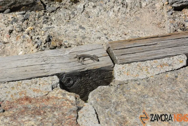 sanabria lago primavera (55)