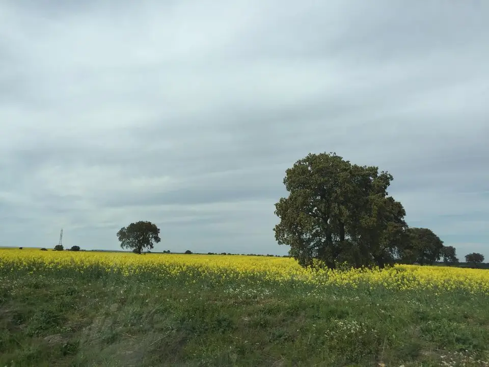 Campos Zamora