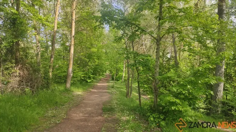 bosque de valorio zamora (1)
