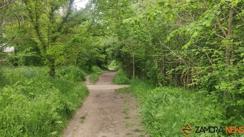 bosque de valorio zamora (3)