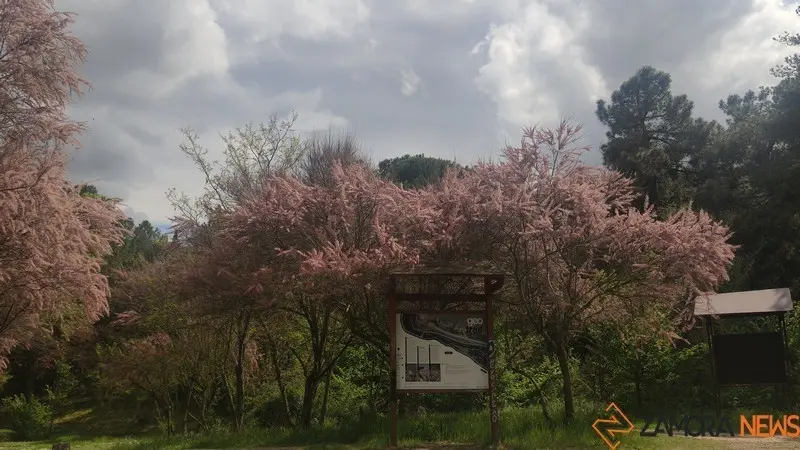 bosque de valorio zamora (6)