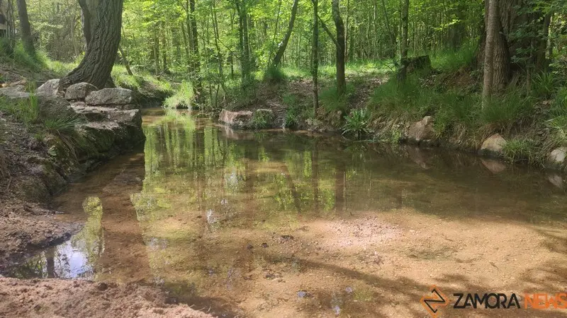 bosque de valorio zamora (7)