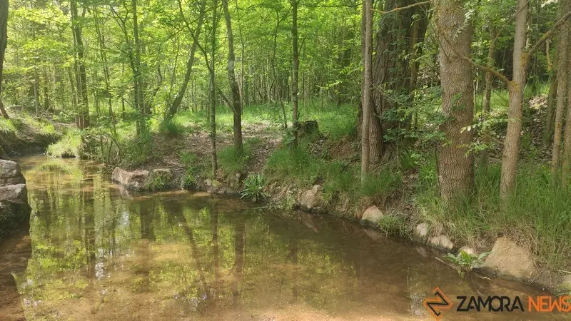 bosque de valorio zamora (8)