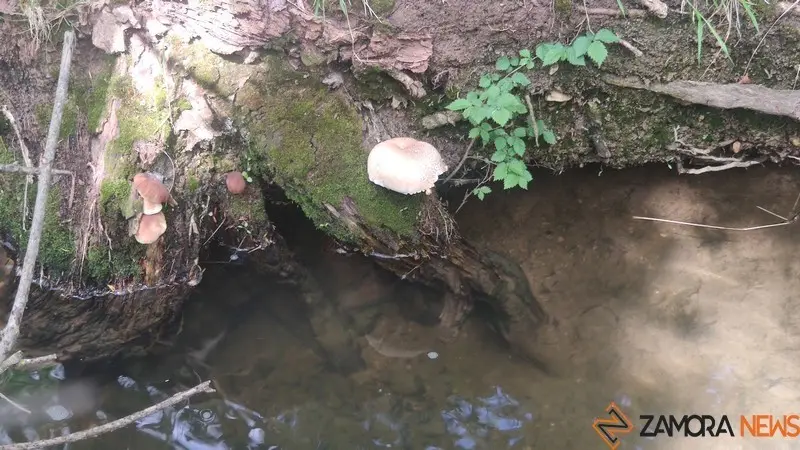 bosque de valorio zamora (10)