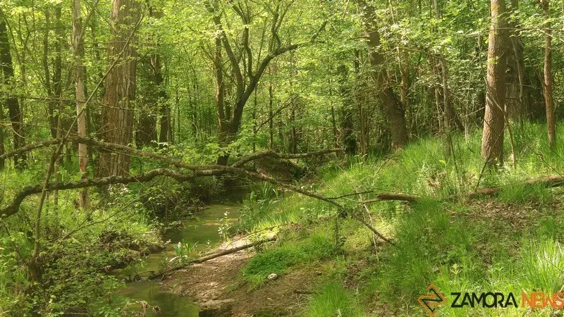 bosque de valorio zamora (11)