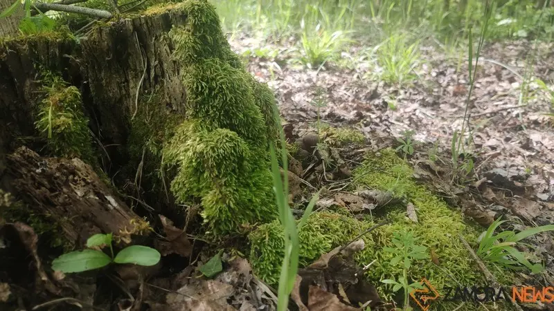bosque de valorio zamora (13)