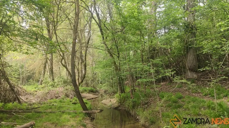 bosque de valorio zamora (15)