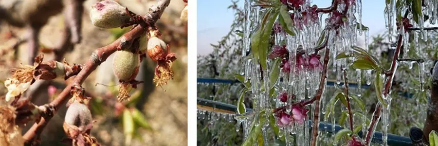 Heladas de primavera.