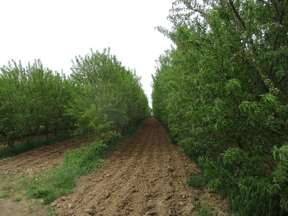 Cultivo de almendros