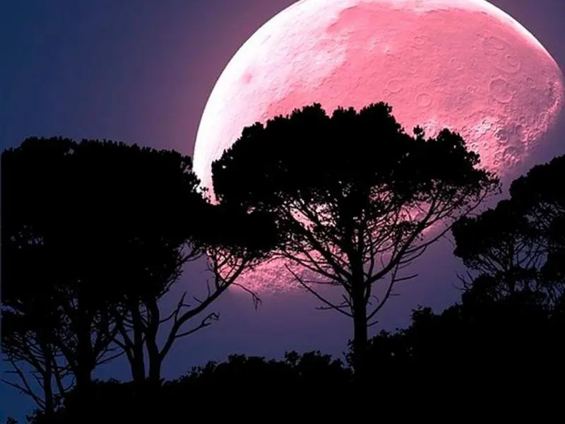 luna rosa