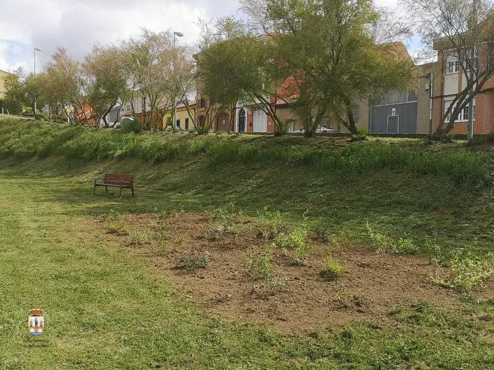 Vegetación en la zona de los carros.