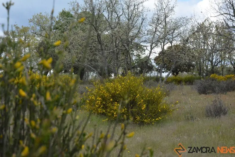 portugal sayago primavera (3)