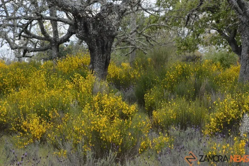 portugal sayago primavera (5)